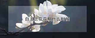 白玉兰花花期什么时候,第1图