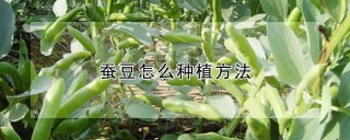 蚕豆怎么种植方法,第1图