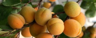 杏子与梅子是一种果子吗,第1图