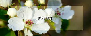 梨花习性,第1图