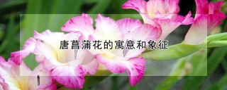 唐菖蒲花的寓意和象征,第1图