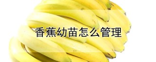 香蕉幼苗怎么管理,第1图