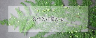 文竹的扦插方法,第1图