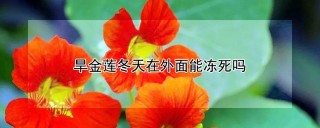 旱金莲冬天在外面能冻死吗,第1图