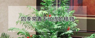 四季常青不怕冻的植物,第1图