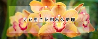 大花惠兰花期怎么护理,第1图