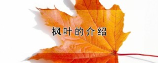 枫叶的介绍,第1图