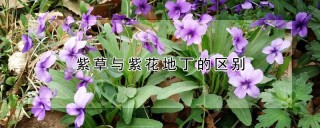 紫草与紫花地丁的区别,第1图
