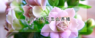 室内长寿花怎么养殖,第1图