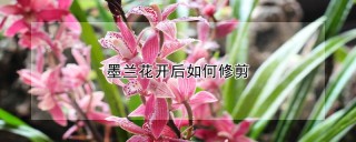 墨兰花开后如何修剪,第1图