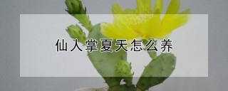 仙人掌夏天怎么养,第1图