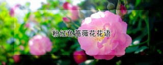 粉红色蔷薇花花语,第1图