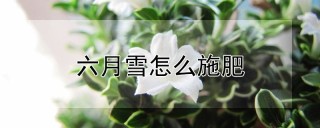 六月雪怎么施肥,第1图