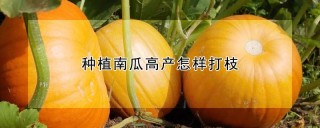 种植南瓜高产怎样打枝,第1图