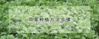 茼蒿种植方法步骤,第1图