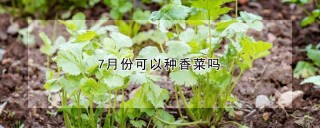 7月份可以种香菜吗,第1图