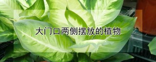 大门口两侧摆放的植物,第1图