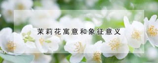 茉莉花寓意和象征意义,第1图