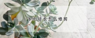 多肉徒长怎么修剪,第1图