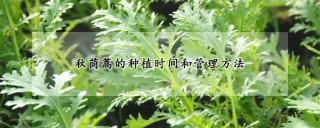 秋茼蒿的种植时间和管理方法,第1图