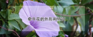 牵牛花的外形和特征,第1图