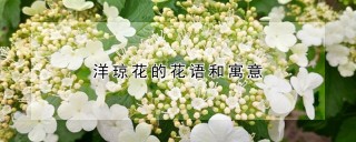 洋琼花的花语和寓意,第1图