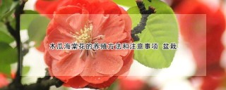 木瓜海棠花的养殖方法和注意事项 盆栽,第1图