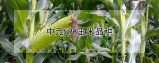 中元598玉米品种,第1图