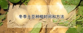 冬季土豆种植时间和方法,第1图