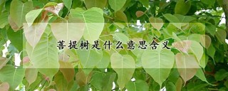 菩提树是什么意思含义,第1图