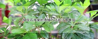 绿宝石海棠的养殖方法和注意事项,第1图