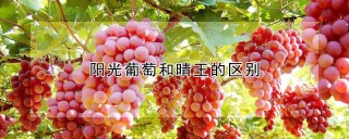 阳光葡萄和晴王的区别,第1图