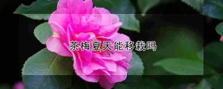 茶梅夏天能移栽吗,第1图