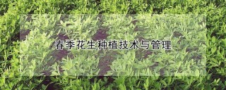 春季花生种植技术与管理,第1图