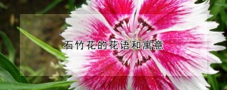 石竹花的花语和寓意,第1图