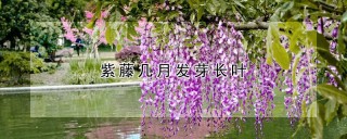 紫藤几月发芽长叶,第1图