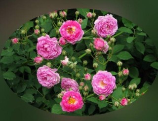 蔷薇花的花语和传说，蔷薇花象征着爱情与爱的思念,第6图