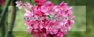 海棠花有毒吗 适合在室内养吗,第1图