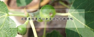 无花果结果可以把旁边叶子摘掉吗,第1图