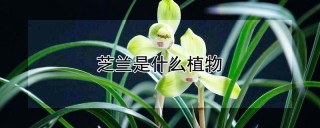 芝兰是什么植物,第1图