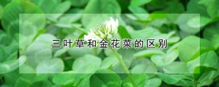 三叶草和金花菜的区别,第1图