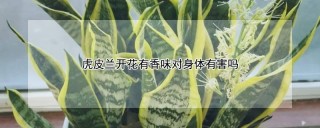 虎皮兰开花有香味对身体有害吗,第1图