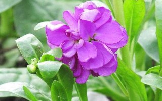 紫罗兰有哪些品种，紫罗兰品种大全,第4图