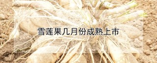 雪莲果几月份成熟上市,第1图