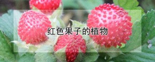 红色果子的植物,第1图