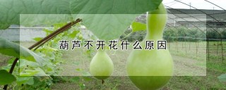 葫芦不开花什么原因,第1图