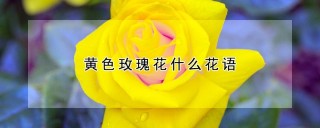 黄色玫瑰花什么花语,第1图