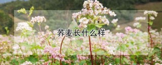 荞麦长什么样,第1图