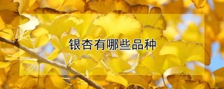 银杏有哪些品种,第1图