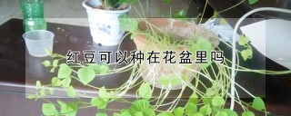 红豆可以种在花盆里吗,第1图